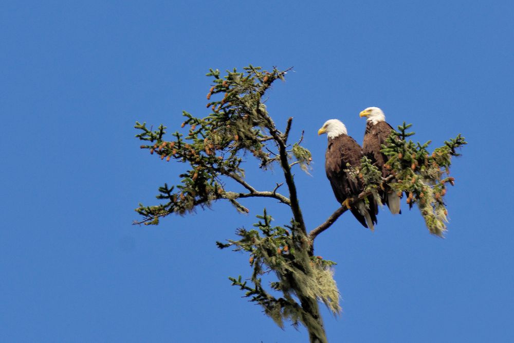Oregon Eagle
