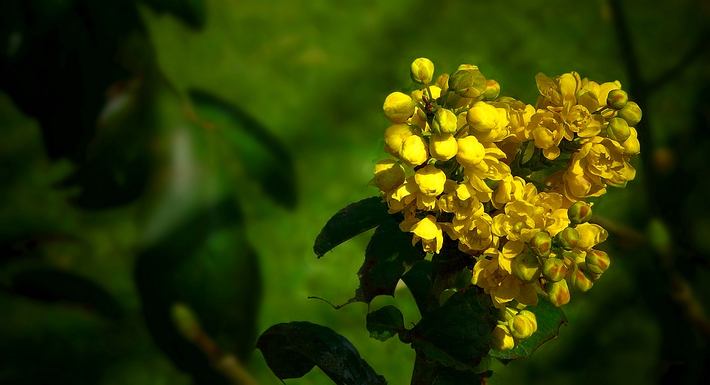 Oregon-grape