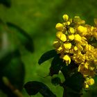 Oregon-grape