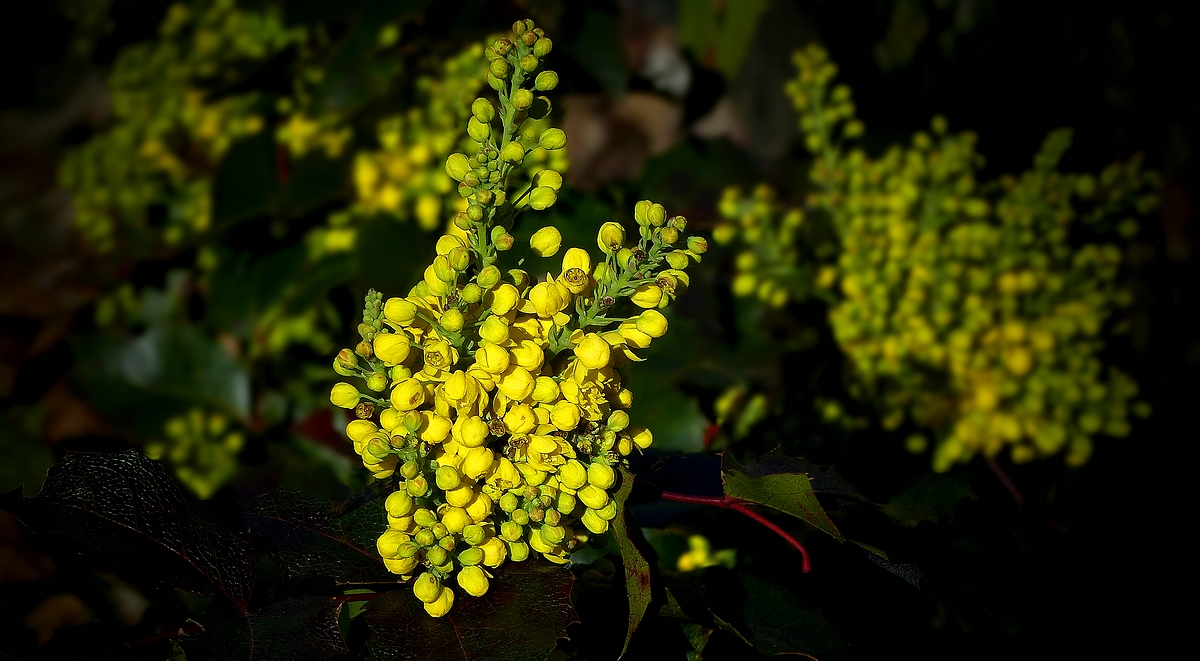 Oregon-grape 