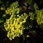 Oregon-grape 