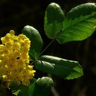 Oregon-grape