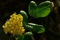 Oregon-grape