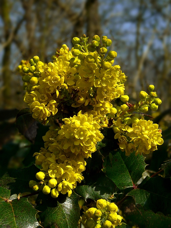 Oregon-grape