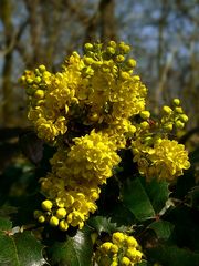 Oregon-grape