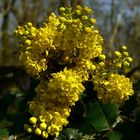 Oregon-grape