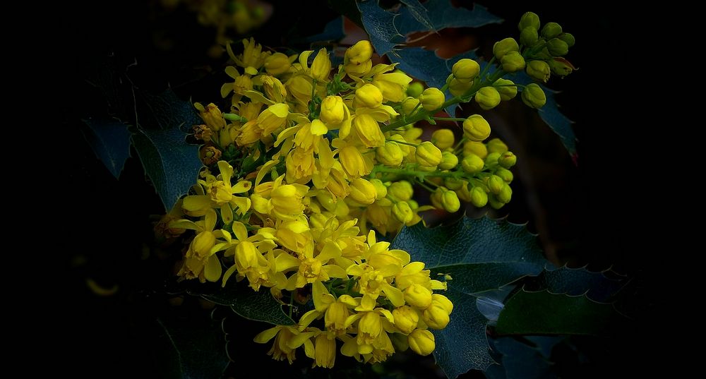 Oregon-grape 