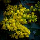 Oregon-grape 