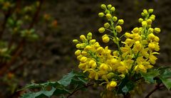 Oregon-grape