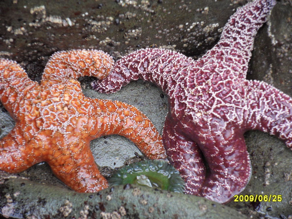 Oregon: Seesterne bei Ebbe