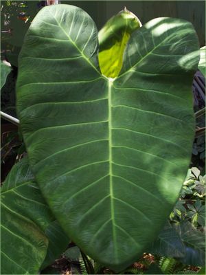 Oreille d‘éléphant