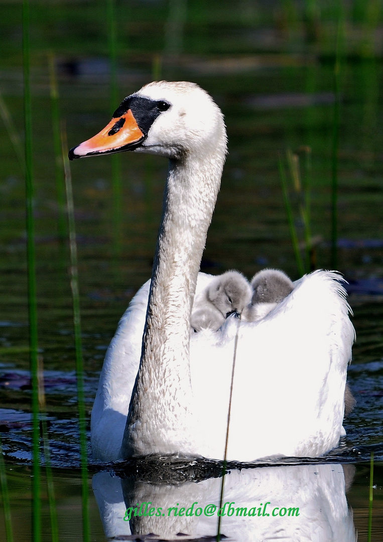 oreiller en plume de cygne !!!