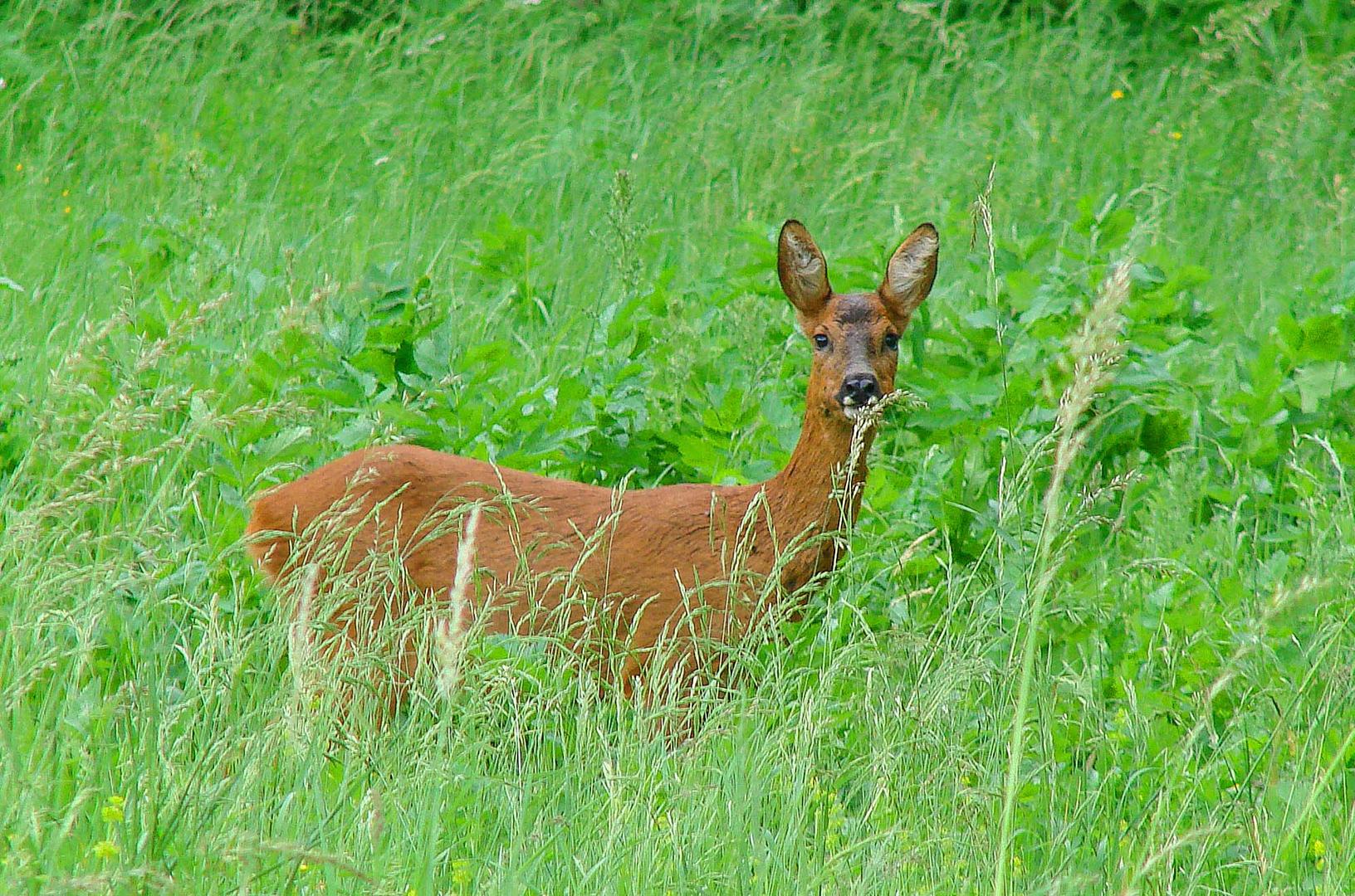 Oreilles aux aguets