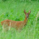 Oreilles aux aguets