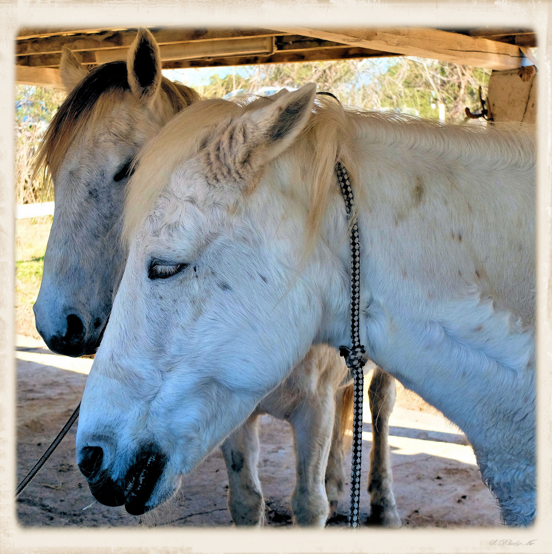 Oreilles camarguaises...