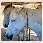 Oreilles camarguaises...