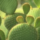 Oreilles de cactus