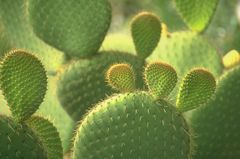 Oreilles de cactus