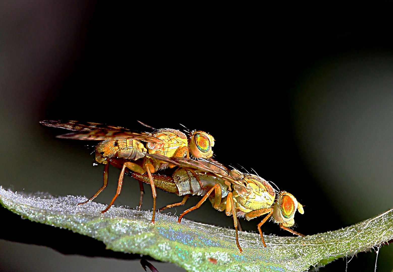 Orellia tussilaginis, Paarung