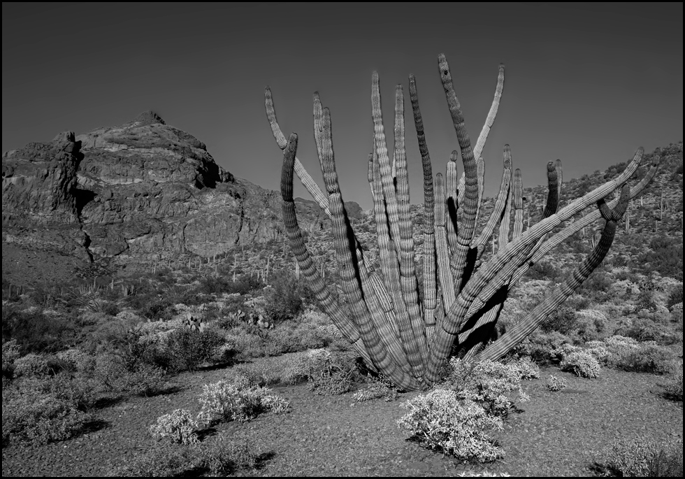 organ pipe cactus