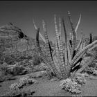 organ pipe cactus