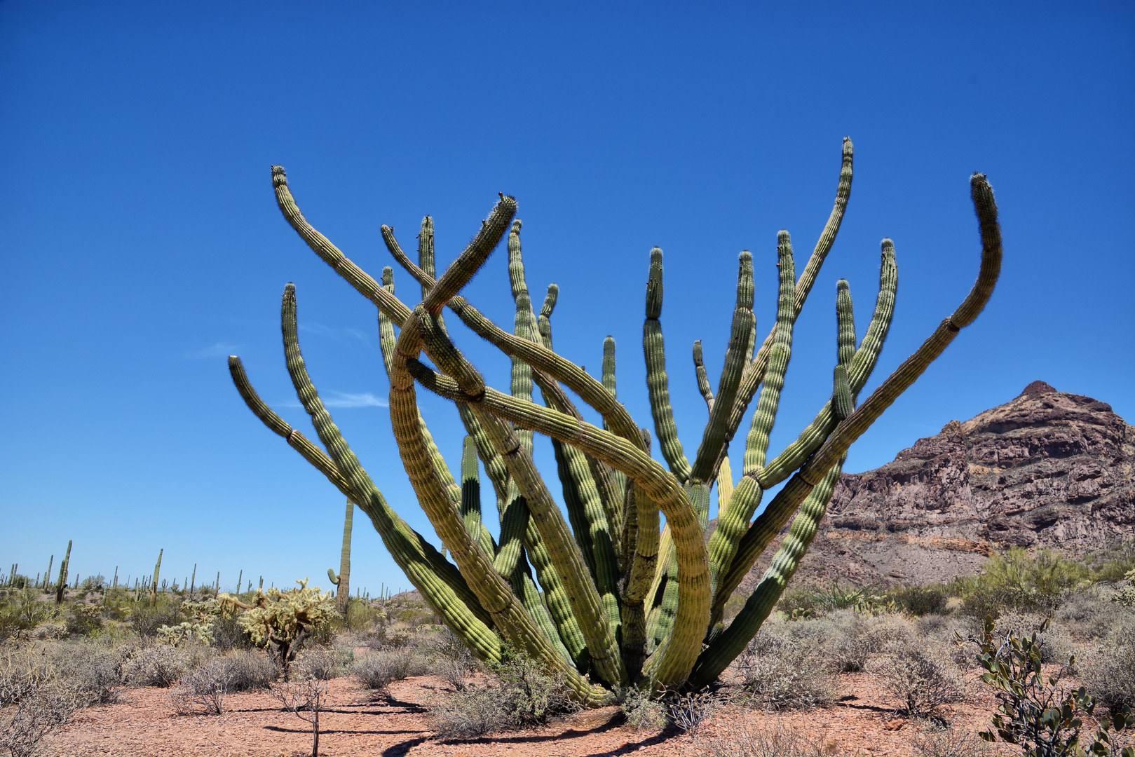 Organ Pipe Cactus