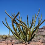 Organ Pipe Cactus