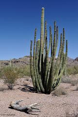 Organ Pipe Cactus