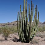 Organ Pipe Cactus