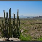 Organ Pipe Cactus National Monument