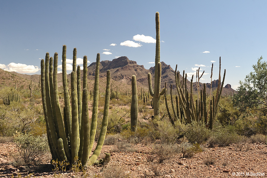 Organ Pipe Cactus National Monument