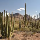 Organ Pipe Cactus National Monument