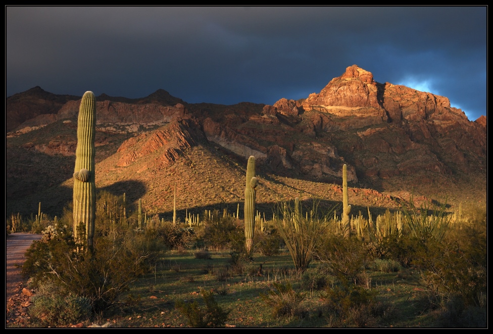 Organ Pipe Cactus NM 1