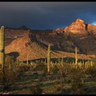 Organ Pipe Cactus NM 1