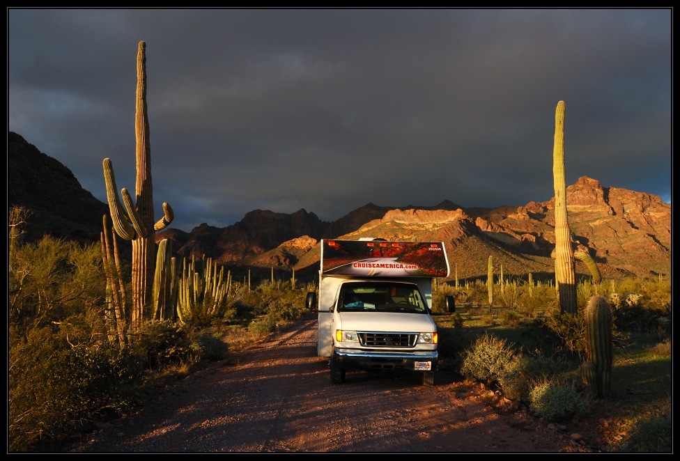 Organ Pipe Cactus NM 2