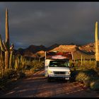 Organ Pipe Cactus NM 2