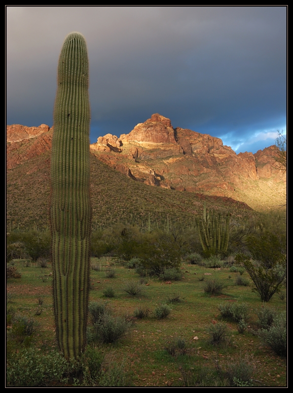 Organ Pipe Cactus NM 3