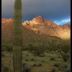 Organ Pipe Cactus NM 3