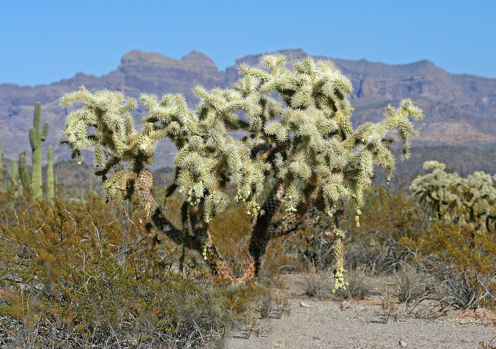 Organ Pipe Cactus NP