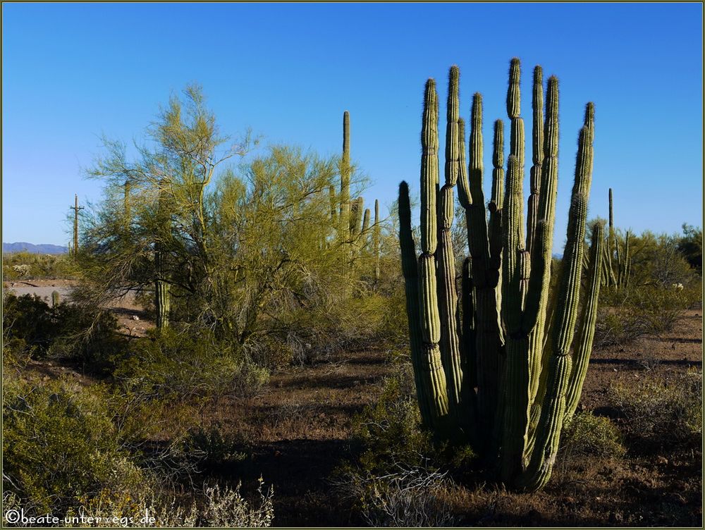 Organ Pipe