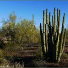 Organ Pipe