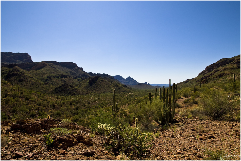 Organ Pipe