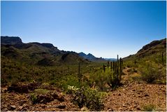 Organ Pipe