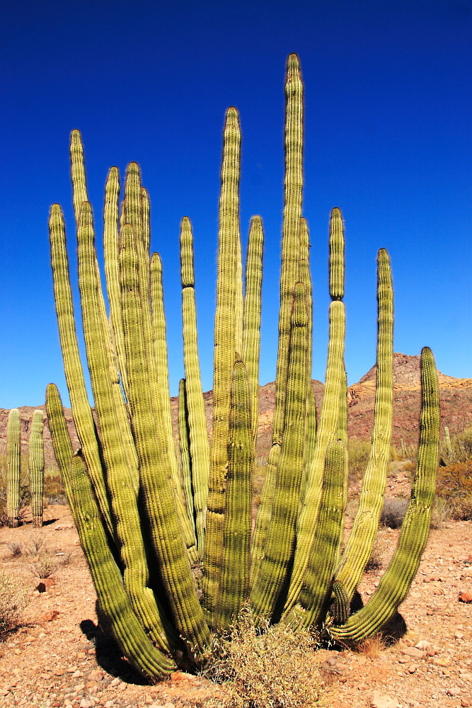 Organ Pipe Kaktus