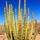 Organ Pipe Kaktus