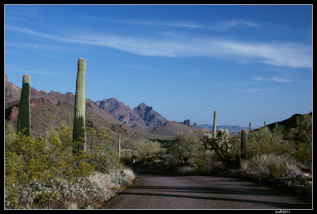 Organ Pipe National Monument 2