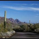 Organ Pipe National Monument 2