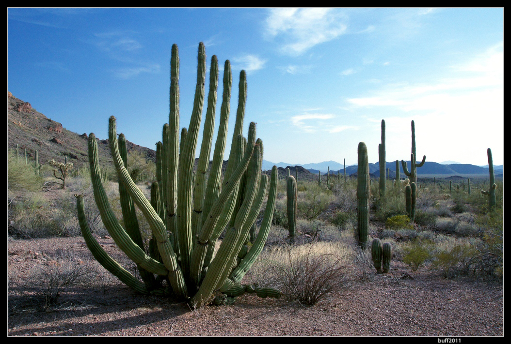 Organ Pipe National Monument