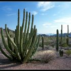 Organ Pipe National Monument