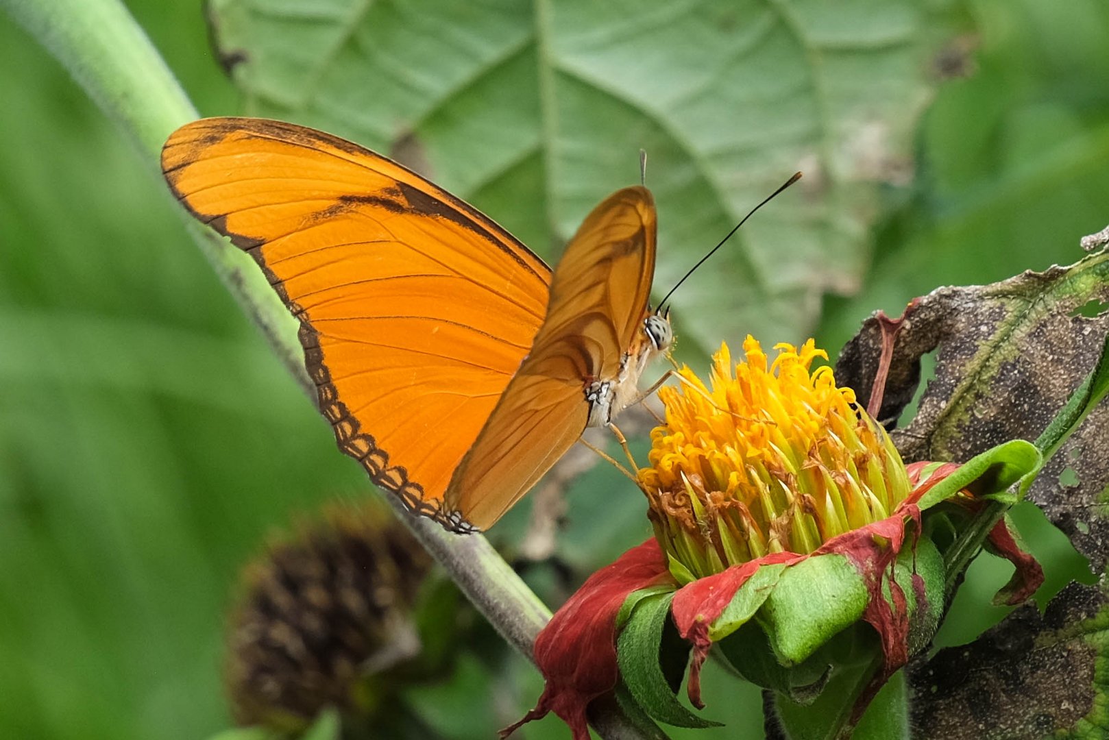 ...organger Schmetterling beim Frühstück...